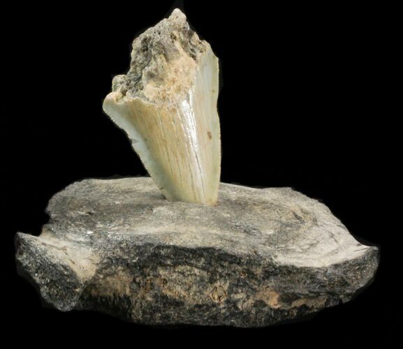 Megalodon Tooth Mounted In Fossil Whale Vertebrae #40299